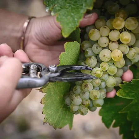 Bed & Breakfast Vignoble Chateau Piegue - Winery *