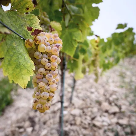 Vignoble Chateau Piegue - Winery