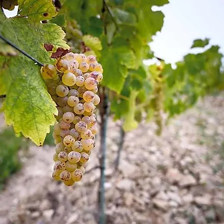 Vignoble Chateau Piegue - Winery 3* Rochefort-sur-Loire
