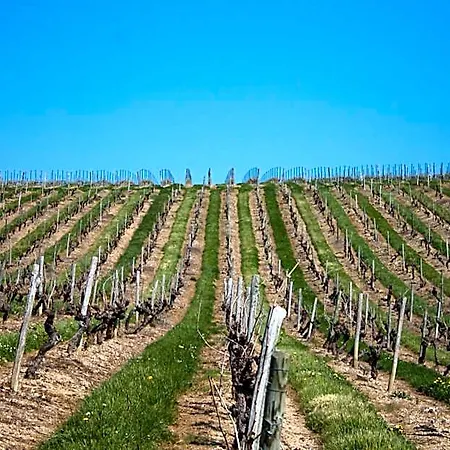 Bed & Breakfast Vignoble Chateau Piegue - Winery