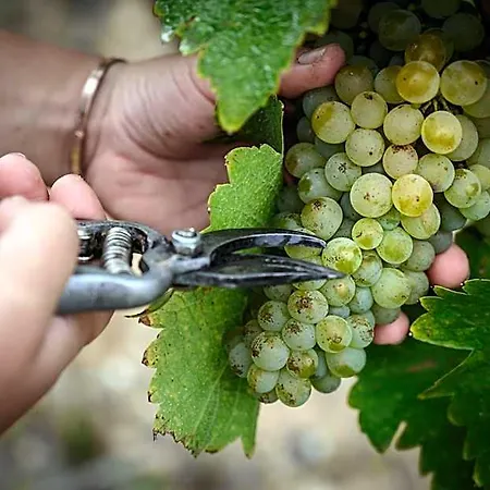 Bed & Breakfast Vignoble Chateau Piegue - Winery Rochefort-sur-Loire