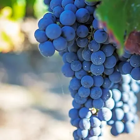Vignoble Chateau Piegue - Winery Bed & Breakfast