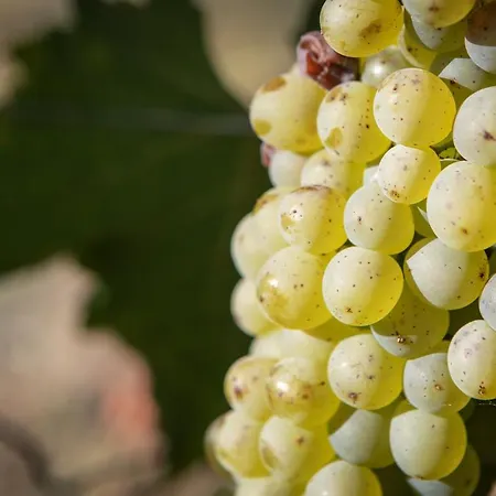 Bed & Breakfast Vignoble Chateau Piegue - Winery Rochefort-sur-Loire