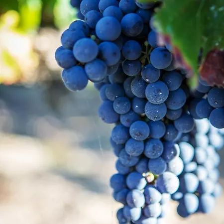 Bed & Breakfast Vignoble Chateau Piegue - Winery Rochefort-sur-Loire