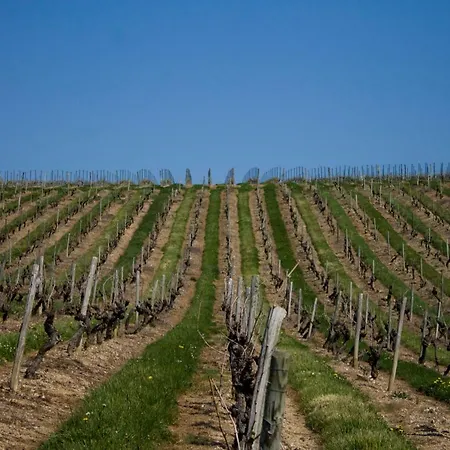 فندق مبيت وإفطار Vignoble Chateau Piegue - Winery Rochefort-sur-Loire