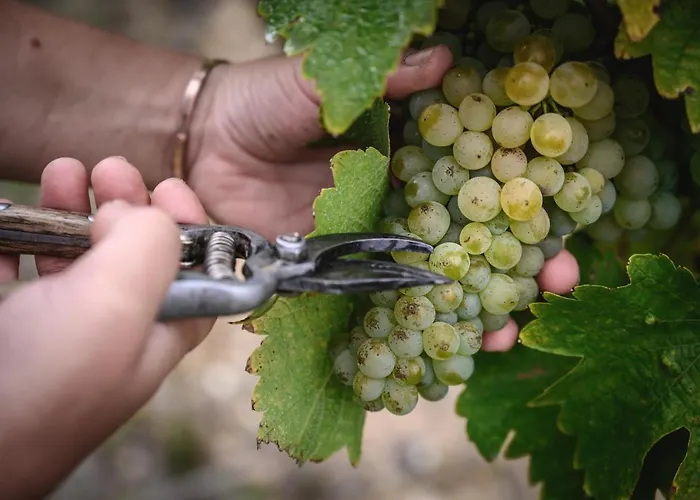 住宿加早餐酒店 Vignoble Chateau Piegue - Winery 3*