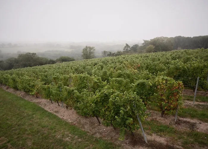 Vignoble Chateau Piegue - Winery 住宿加早餐酒店 3*