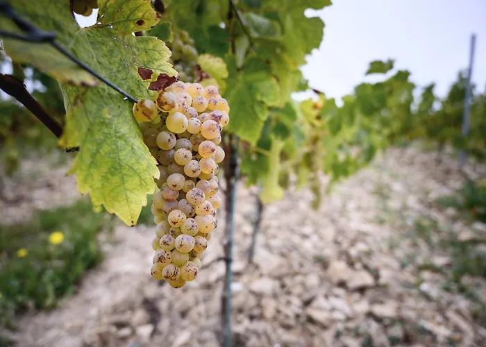 Vignoble Château Piéguë - Winery