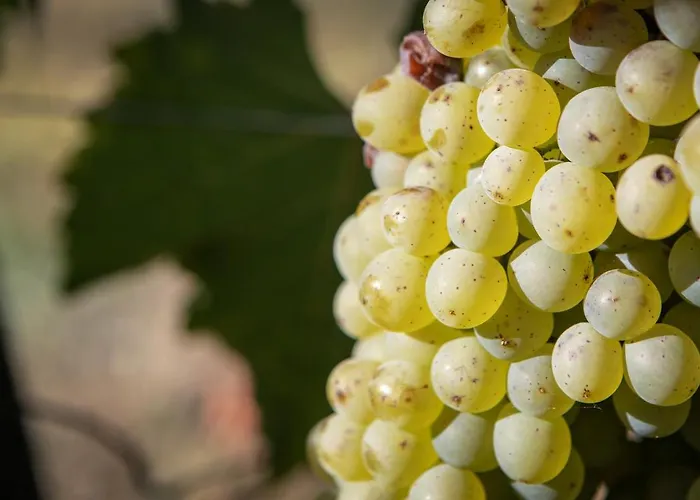 לינה וארוחת בוקר Vignoble Chateau Piegue - Winery Rochefort-sur-Loire