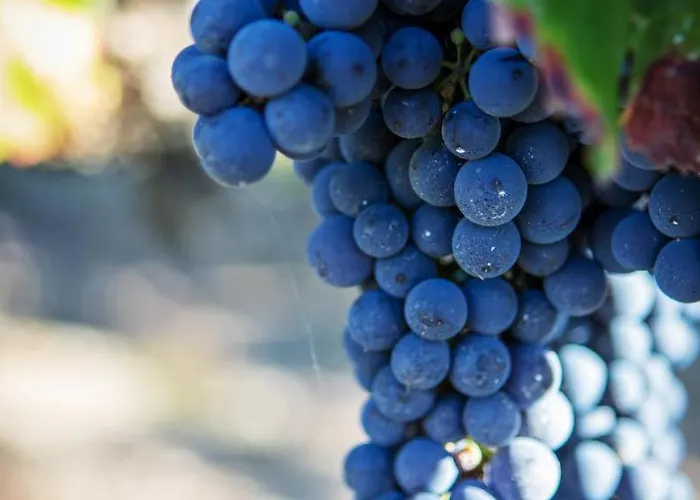 לינה וארוחת בוקר Vignoble Chateau Piegue - Winery Rochefort-sur-Loire